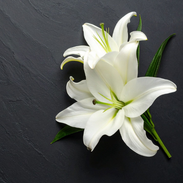 White Lily