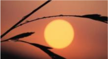 La Reese's Picture of a Sunset and tree branch